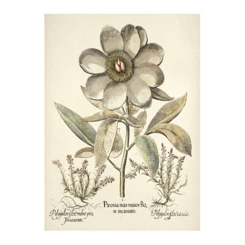 Plakat Vintage flora 3